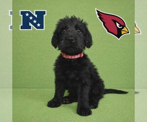 Poodle (Standard)-Unknown Mix Dogs for adoption in New Oxford , PA, USA