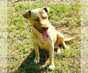 American Pit Bull Terrier-Unknown Mix Dogs for adoption in Conroe, TX, USA