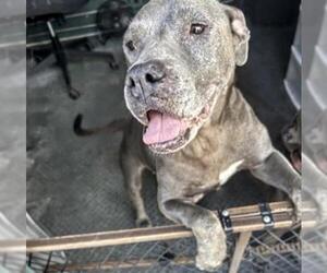 American Pit Bull Terrier Dogs for adoption in Houston, TX, USA