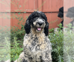 Poodle (Standard) Dogs for adoption in Grafton, WI, USA