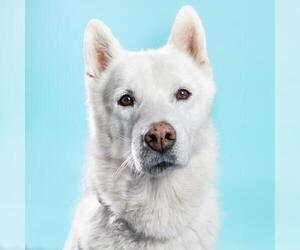 Siberian Husky Dogs for adoption in Camarillo, CA, USA
