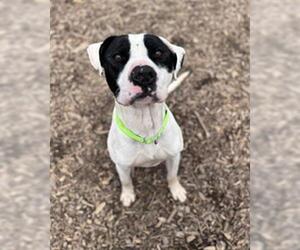 American Pit Bull Terrier Dogs for adoption in Saginaw, MI, USA