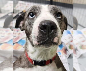 Labrador Retriever-Unknown Mix Dogs for adoption in Royal Palm Beach, FL, USA