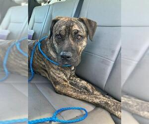 American Bulldog-Unknown Mix Dogs for adoption in Stockton, CA, USA