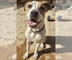 Bullboxer Pit Dogs for adoption in San Bernardino , CA, USA