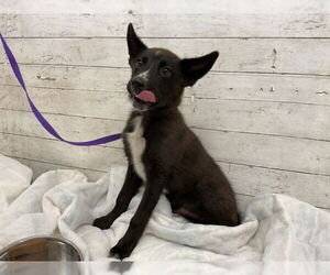 German Shepherd Dog Dogs for adoption in San Bernardino, CA, USA