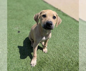 Mutt Dogs for adoption in Vail, AZ, USA