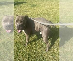American Pit Bull Terrier Dogs for adoption in Camarillo, CA, USA
