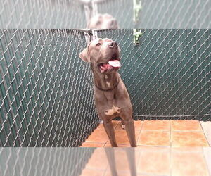 Mastiff Dogs for adoption in Downey, CA, USA