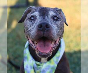 American Staffordshire Terrier-Unknown Mix Dogs for adoption in San Antonio, TX, USA