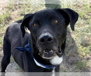 Borador Dogs for adoption in Pueblo, CO, USA