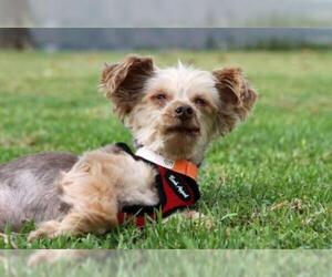 Silky Terrier-Unknown Mix Dogs for adoption in Mission Viejo, CA, USA