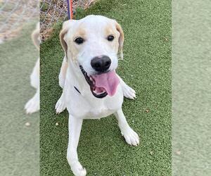 Labrador Retriever-Unknown Mix Dogs for adoption in Fayetteville, NC, USA