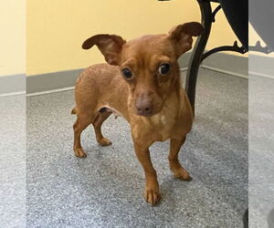 Chihuahua-Unknown Mix Dogs for adoption in Low Moor, VA, USA