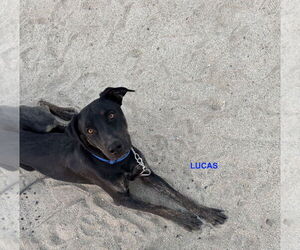 Labrador Retriever-Unknown Mix Dogs for adoption in Woodland Hills, CA, USA