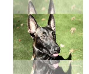 Mutt Dogs for adoption in Imlay City, MI, USA