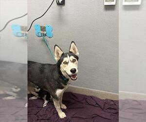 Siberian Husky-Unknown Mix Dogs for adoption in Las Vegas, NV, USA