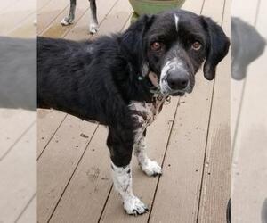 Border Collie-Unknown Mix Dogs for adoption in Cary, NC, USA