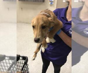 Labrador Retriever-Unknown Mix Dogs for adoption in Conroe, TX, USA