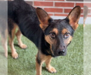 German Shepherd Dog Dogs for adoption in Edmond, OK, USA