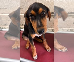 Mutt Dogs for adoption in Rustburg, VA, USA