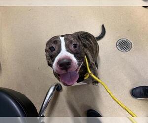 American Pit Bull Terrier Dogs for adoption in Derwood, MD, USA