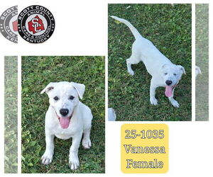 Labrenees Dogs for adoption in Georgetown, KY, USA