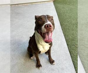 American Pit Bull Terrier-Unknown Mix Dogs for adoption in San Martin, CA, USA