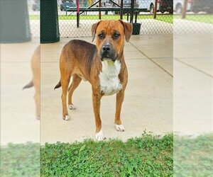 American Pit Bull Terrier Dogs for adoption in Grovetown, GA, USA