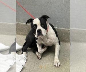 American Pit Bull Terrier-Unknown Mix Dogs for adoption in Las Vegas, NV, USA