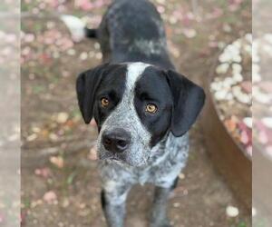 American Pit Bull Terrier-Unknown Mix Dogs for adoption in Tulsa, OK, USA