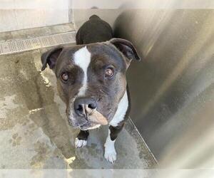 Mutt Dogs for adoption in Orange, CA, USA