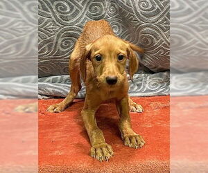 Labrador Retriever-Unknown Mix Dogs for adoption in Wetumpka, AL, USA