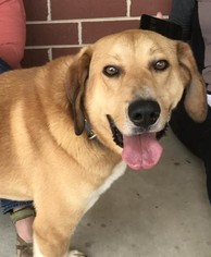 Labrenees Dogs for adoption in Fredericksburg, VA, USA