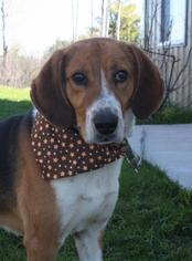 Treeing Walker Coonhound-Unknown Mix Dogs for adoption in Menominee, MI, USA