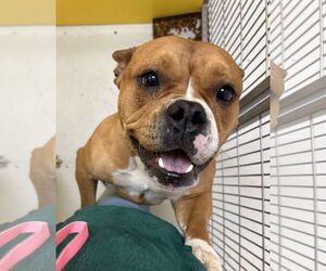 American Staffordshire Terrier Dogs for adoption in Pampa, TX, USA