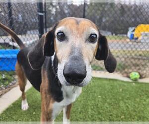 Mutt Dogs for adoption in Raleigh, NC, USA