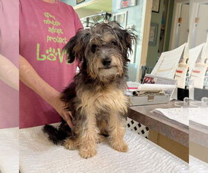 Poodle (Miniature)-Unknown Mix Dogs for adoption in Benton, LA, USA