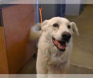 Great Pyrenees Dogs for adoption in Sacramento, CA, USA