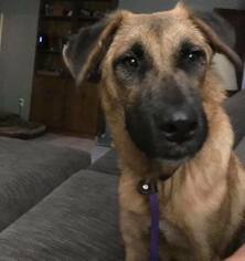 Mutt Dogs for adoption in Clifton, TX, USA