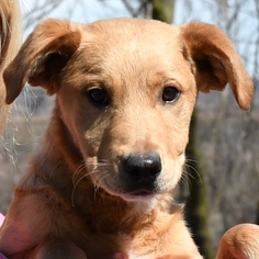 Golden Labrador Dogs for adoption in Huntley, IL, USA