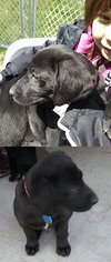 Small Labrador Retriever-Treeing Walker Coonhound Mix