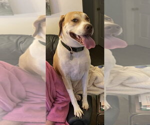 Mutt Dogs for adoption in Rocky Point, NC, USA