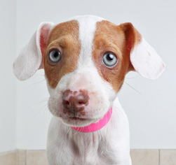 Medium Photo #1 Basenji-Jack Russell Terrier Mix Puppy For Sale in Eden Prairie, MN, USA