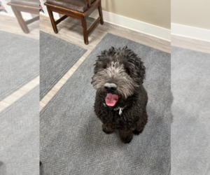 Mutt Dogs for adoption in Emmett, ID, USA