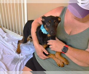 Mutt Dogs for adoption in McKinney, TX, USA