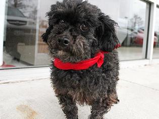 Poodle (Miniature) Dogs for adoption in Royse City, TX, USA