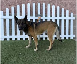 German Shepherd Dog Dogs for adoption in Modesto, CA, USA