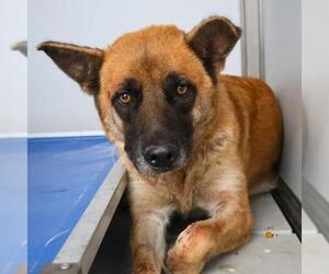 German Shepherd Dog-Unknown Mix Dogs for adoption in San Antonio, TX, USA