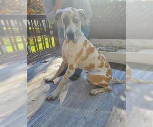 Great Dane Dogs for adoption in Shakopee, MN, USA